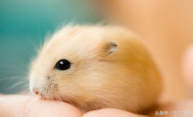 怎么给仓鼠屋消毒最好呢,用什么可以帮仓鼠消毒杀虫