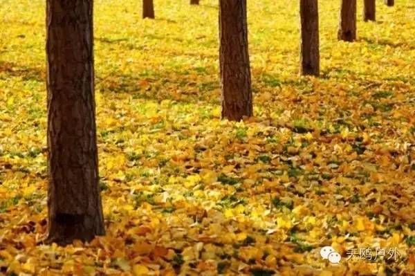 河南最好的红叶银杏叶在哪 (深秋河南哪里可以看银杏)