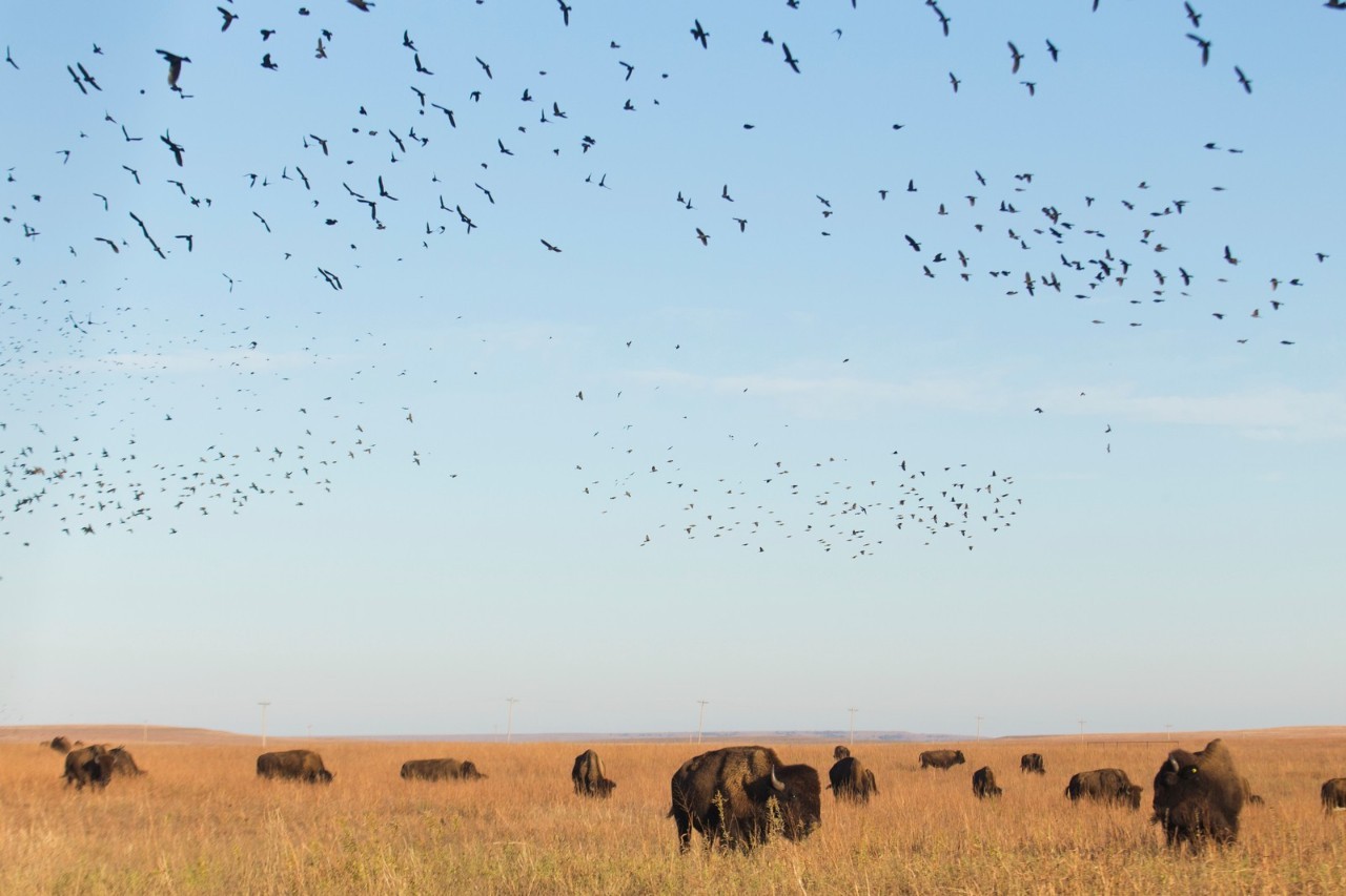 美洲野牛是第几名,美洲野牛算什么档次