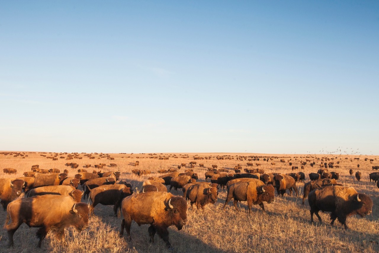美洲野牛是第几名,美洲野牛算什么档次