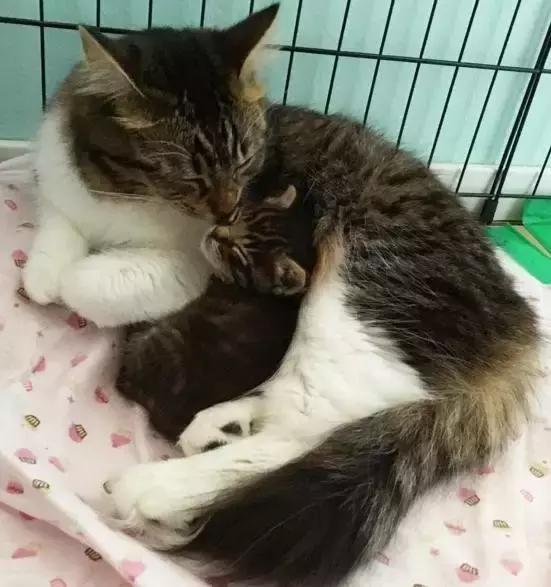 被三只狗养大的猫,被哈士奇养大的拉布拉多