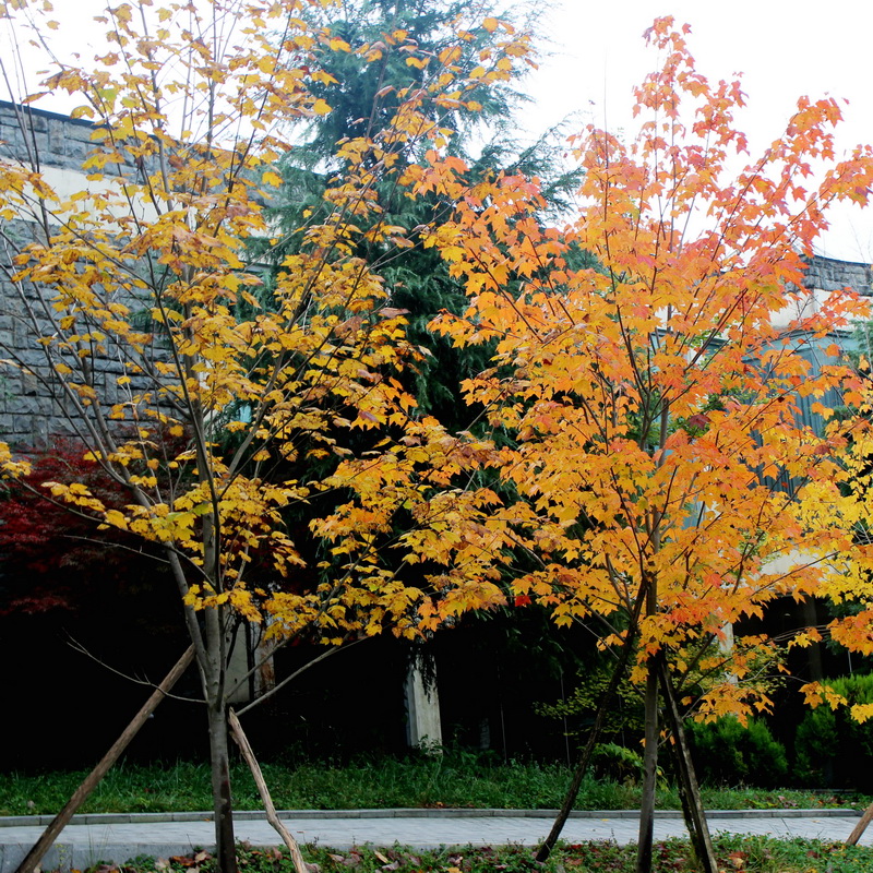 印象武隆属于什么档次,重庆旅行攻略观夜景