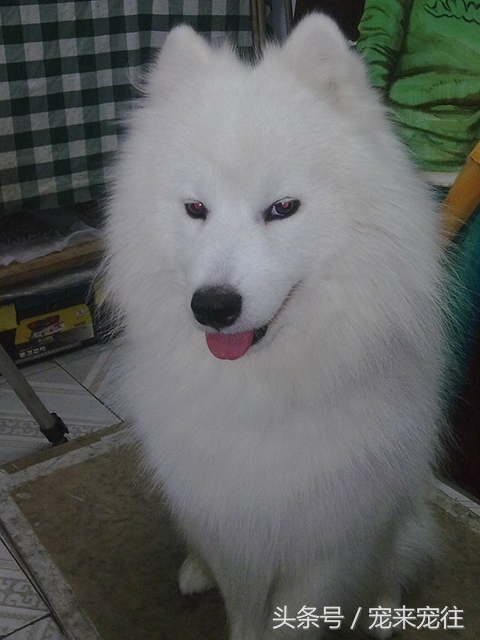 狗的饲养指南在线阅读,狗的饲养技巧与注意事项