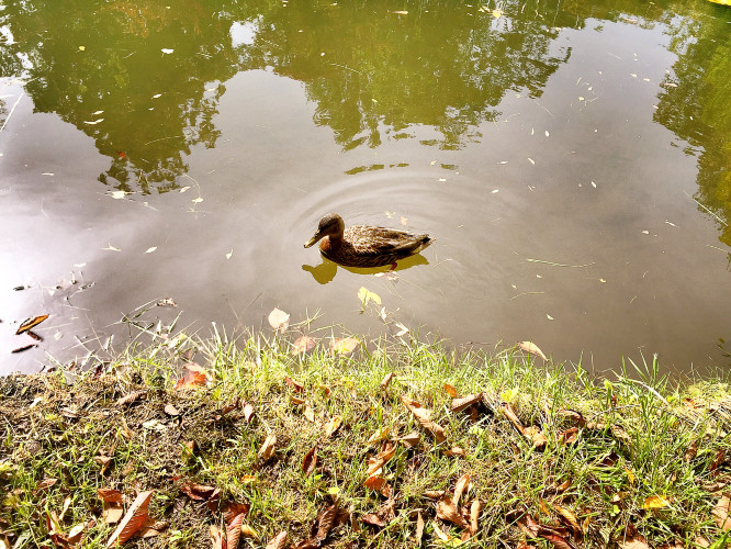 初秋日本快步东京，慢行北海道，泡汤美食8日