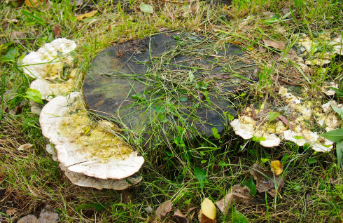 初秋日本快步东京，慢行北海道，泡汤美食8日