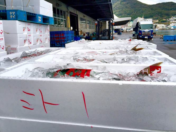 初秋日本快步东京，慢行北海道，泡汤美食8日