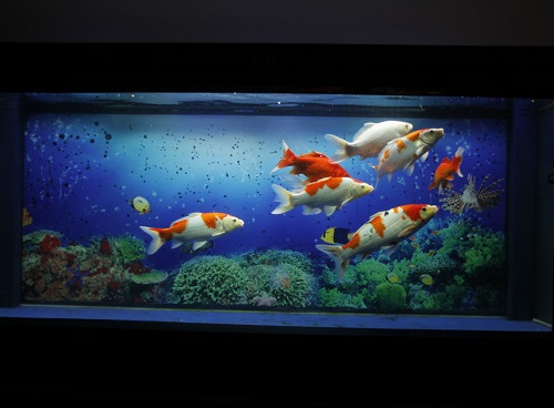 鱼缸饲养龙凤锦鲤,鱼缸里养五条锦鲤比较好