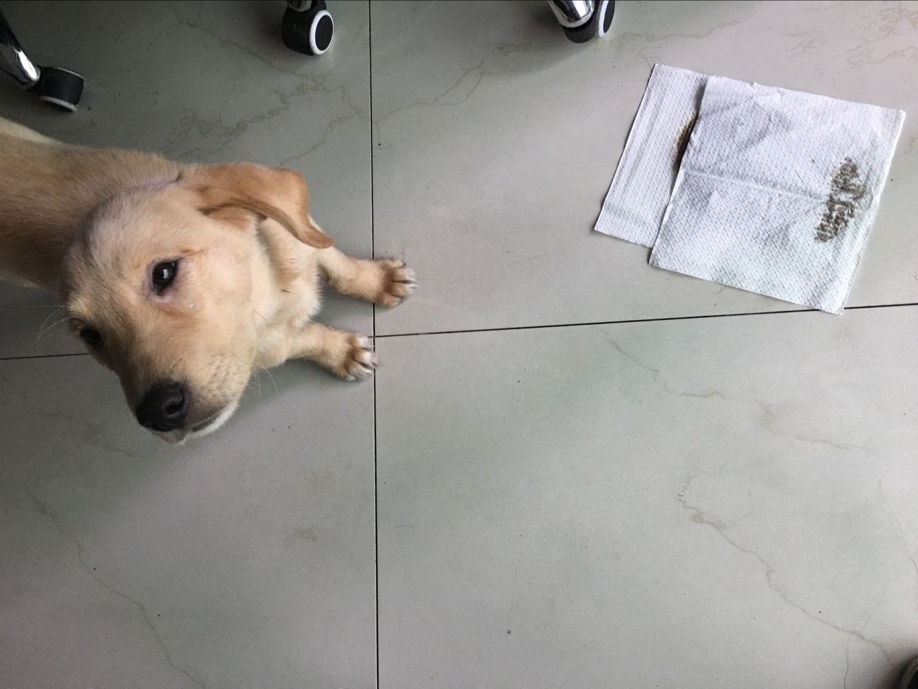 拉布拉多犬瘟弃养,被遗弃的拉布拉多幼崽