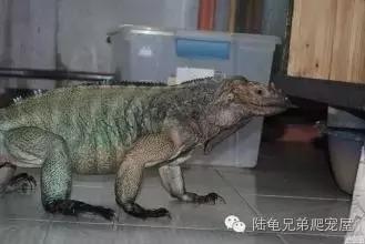 绿鬣蜥饲养,绿鬣蜥如何饲养