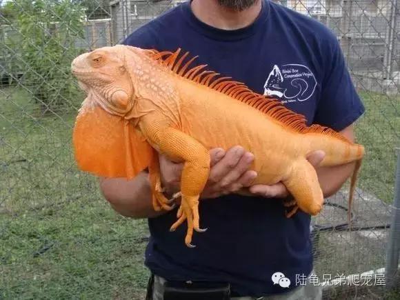 绿鬣蜥饲养,绿鬣蜥如何饲养