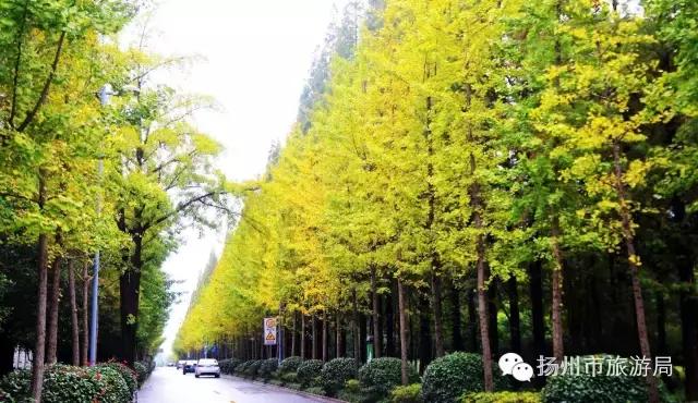 明日立冬，扬州最美的秋景都在这里啦！