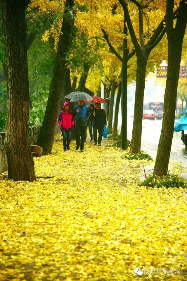明日立冬，扬州最美的秋景都在这里啦！