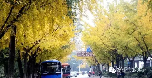 明日立冬，扬州最美的秋景都在这里啦！