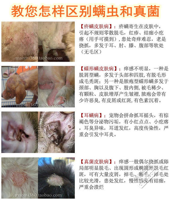 狗狗疑难杂症皮肤病,狗狗真菌性皮肤病