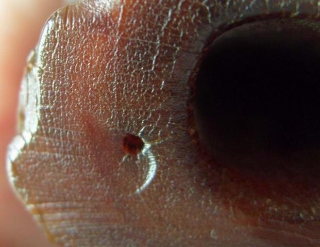 犀角中医讲解,有关犀角的辨别所有视频总汇