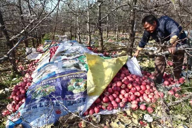 10块钱一斤的苹果真好吃,16块一斤的苹果真好吃