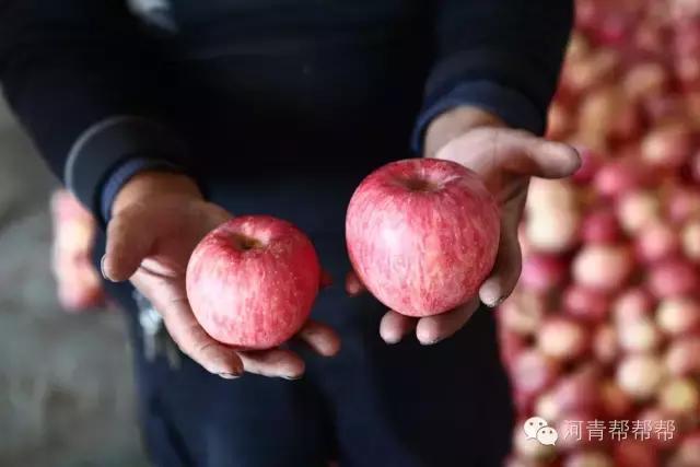 10块钱一斤的苹果真好吃,16块一斤的苹果真好吃