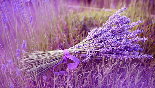 国内第一家“薰衣草世界”：清远薰衣草世界