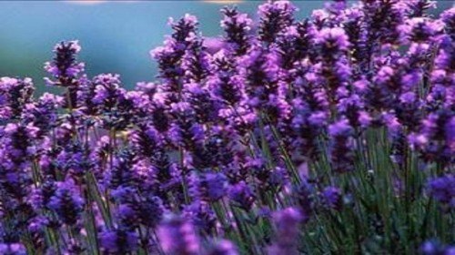 国内第一家“薰衣草世界”：清远薰衣草世界