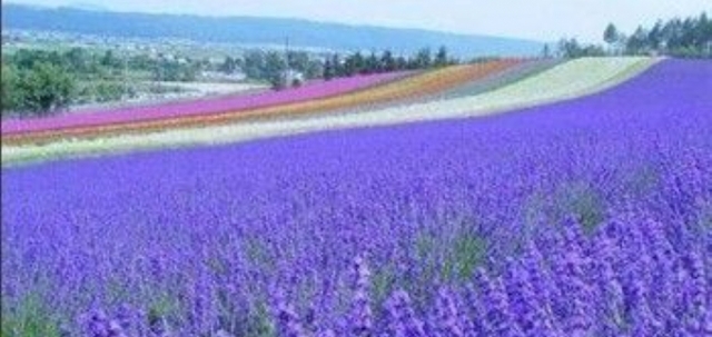 国内第一家“薰衣草世界”：清远薰衣草世界