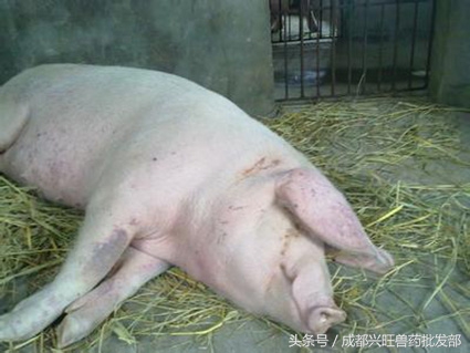 母猪产可能会厌食,具体原因及治疗办法是什么