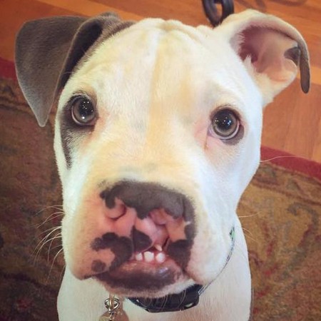 狗上颚裂了还能活吗,狗狗出生上颚腭裂什么原因