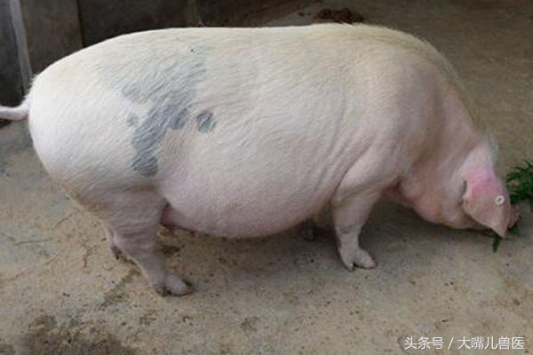 母猪临产时如何促产,母猪在要生产三天左右做哪些准备
