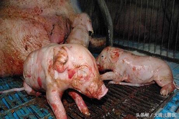 母猪临产时如何促产,母猪在要生产三天左右做哪些准备