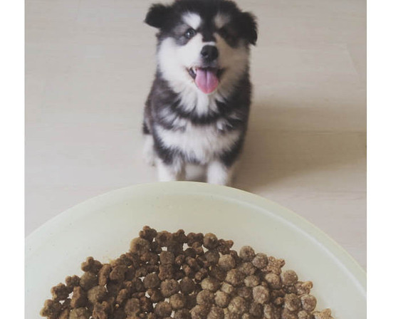 到底应该买什么狗粮,好的狗粮怎么买