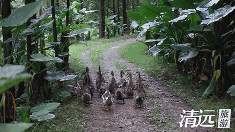 想在佛冈嗨翻天？这条路线一定让你热血沸腾！