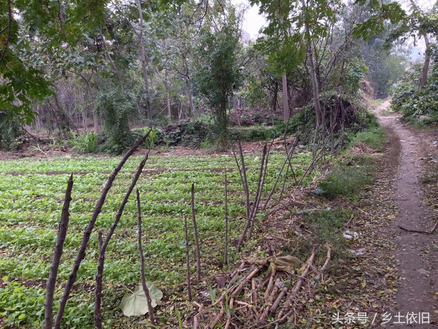 农业创业项目农村致富项目,未来十年农村致富项目