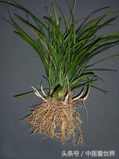 常见室内绿化植物大全,十种室内绿化的植物