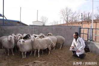 牛羊有病，不请兽医，咱们自己当兽医，牛羊病诊断关键技术！