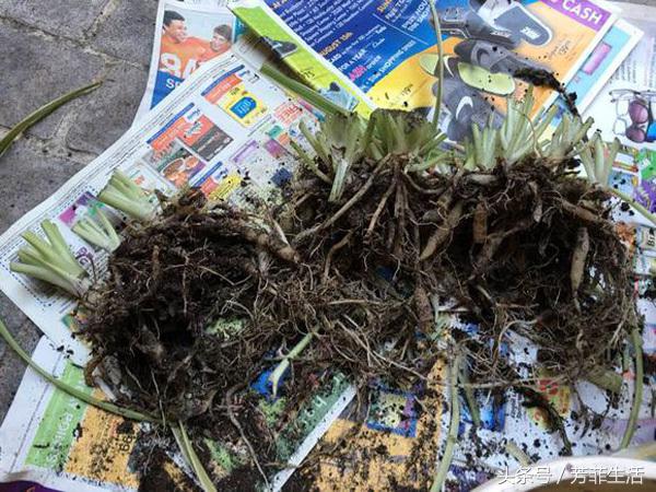 吊兰换完土叶子蔫了,牡丹吊兰干蔫怎么办