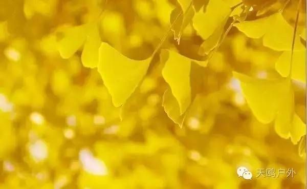 河南最好的红叶银杏叶在哪 (深秋河南哪里可以看银杏)