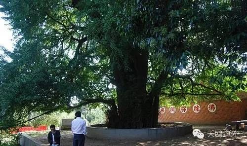 河南最好的红叶银杏叶在哪 (深秋河南哪里可以看银杏)