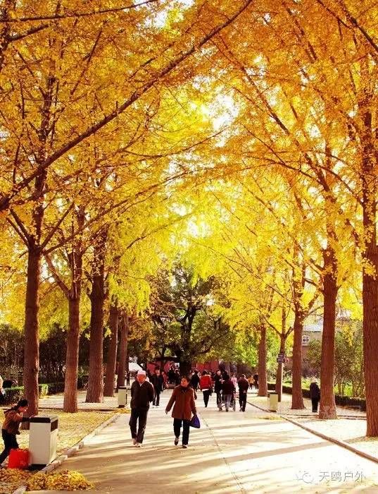 河南最好的红叶银杏叶在哪 (深秋河南哪里可以看银杏)