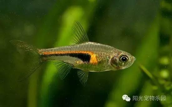 热带鱼缸混养小型鱼最佳搭配,鱼龟共养的小型鱼缸