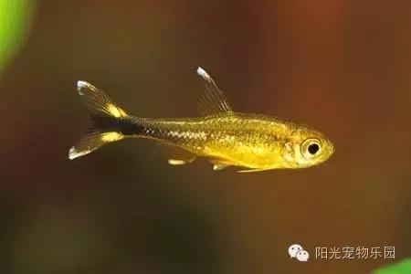 热带鱼缸混养小型鱼最佳搭配,鱼龟共养的小型鱼缸