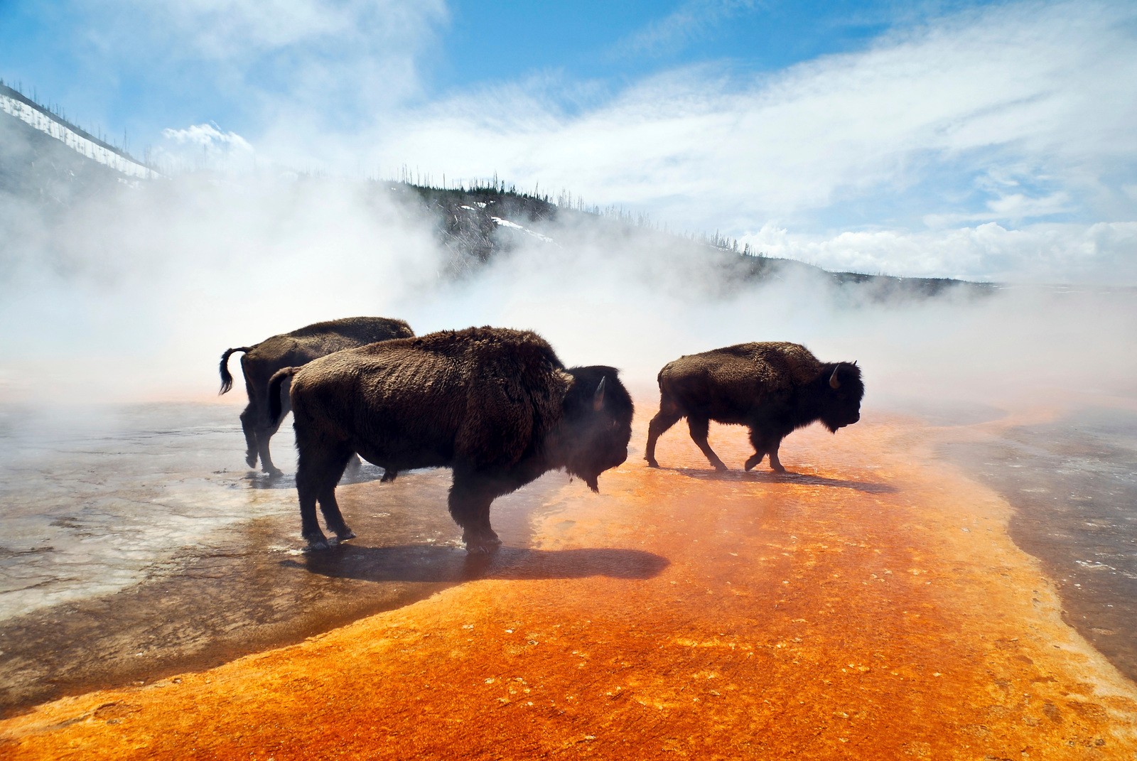 美洲野牛是第几名,美洲野牛算什么档次