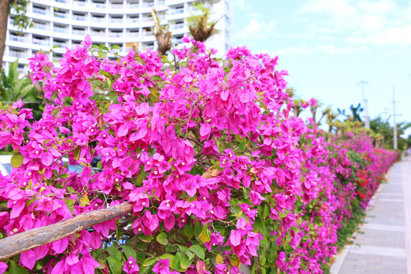 三亚最美的地方在哪里,三亚世界上最美的海在哪里