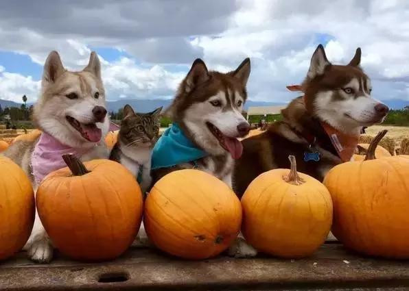 被三只狗养大的猫,被哈士奇养大的拉布拉多