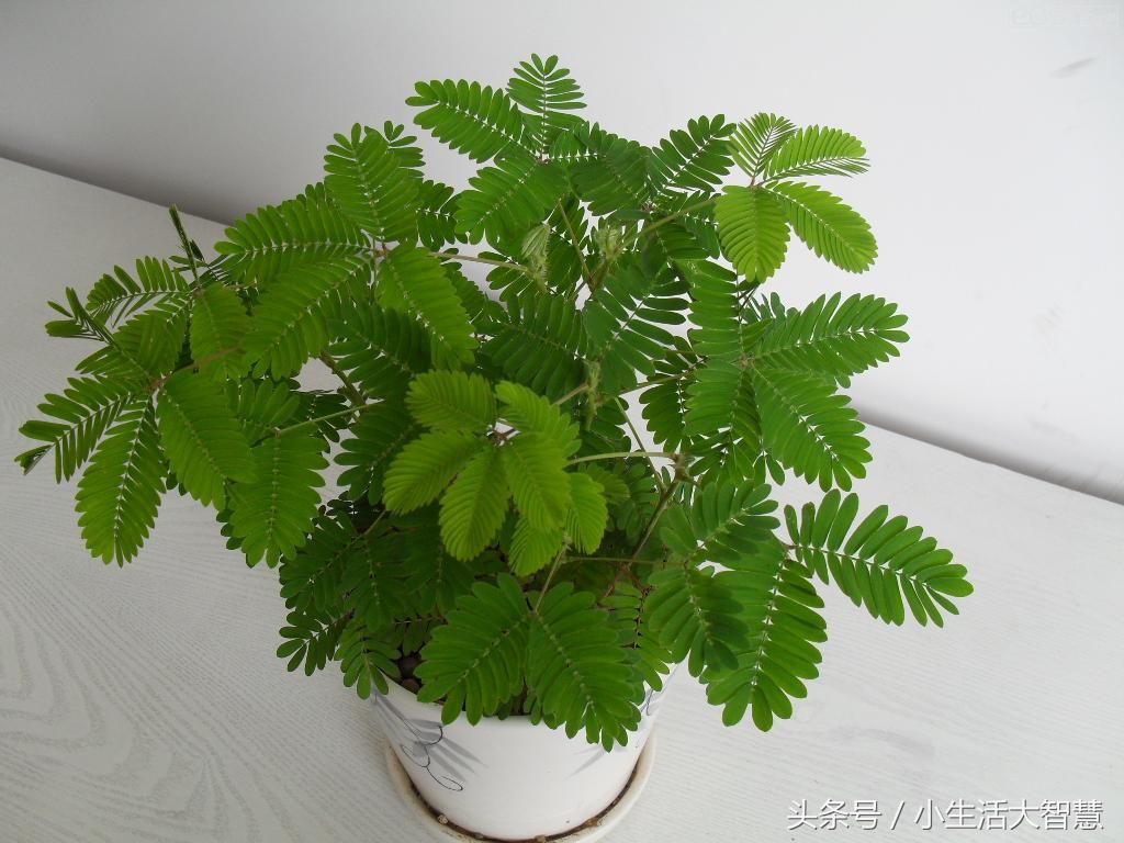 农村神奇植物治百病,能在自家种的神奇植物