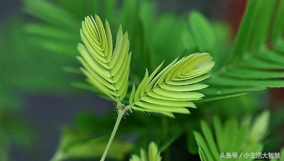 农村神奇植物治百病,能在自家种的神奇植物