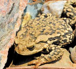 神奇的青蛙被鲨鱼吃了,神奇的蛤蟆