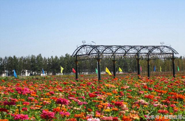 门头沟古村野鹅自驾,什么是野鹅自驾