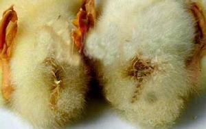 小鹅苗屁股会粘屎怎么回事,鹅苗屁股有血痂