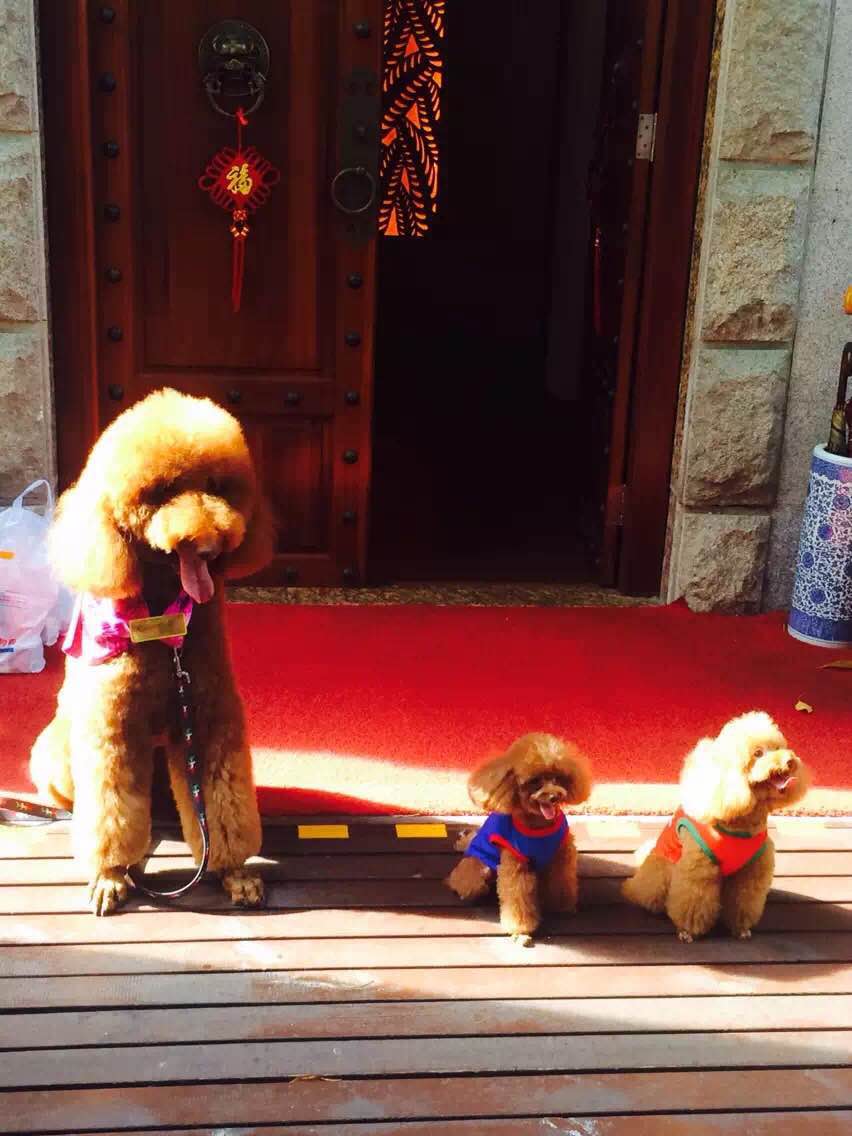 贵宾犬和泰迪犬是一个品种吗,你知道泰迪是怎么样的吗