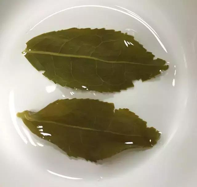 铁观音红镶边是怎么去除的,铁观音叶子为什么那么绿