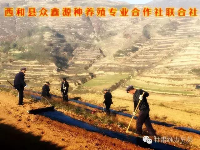 瑗垮拰鐧借妽,绉嶆鐧借妽鑷村瘜